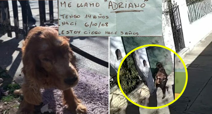 Momento en que mujer abandona a su perro ciego afuera de su casa con una nota (Video)