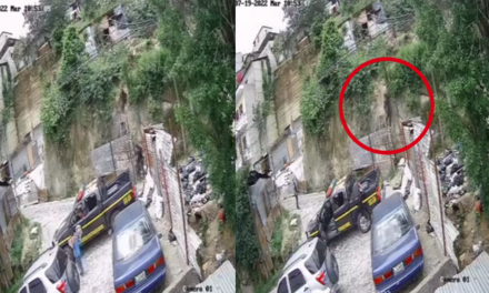 Momento exacto en que perro de raza pitbull muerde a un agente de la PNC en allanamiento (Video)