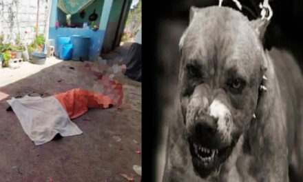 Sacrifican a los 2 perros pitbull que mataron a una anciana de 70 años en la zona 7 (Video)