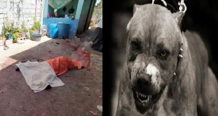 Sacrifican a los 2 perros pitbull que mataron a una anciana de 70 años en la zona 7 (Video)
