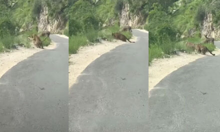 Momento en que un supuesto “Jaguar” ataca a una mula (Video)