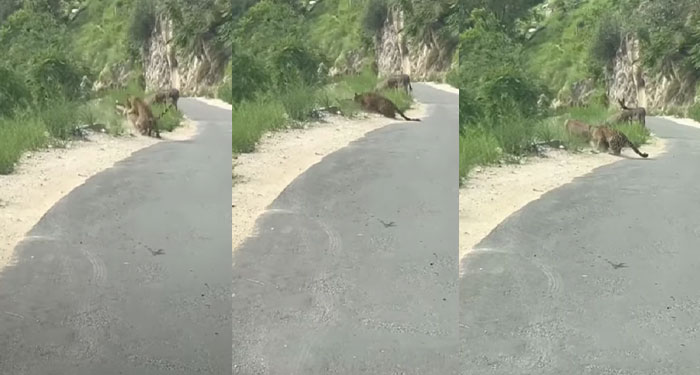 Momento en que un supuesto “Jaguar” ataca a una mula (Video)