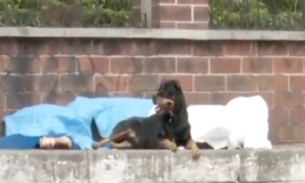 Hombre es asesinado a balazos cuando paseaba a su perro (Video)
