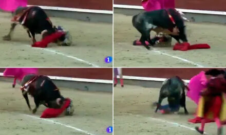 Toro se hizo el muerto para atacar al carnicero y los terminó matando