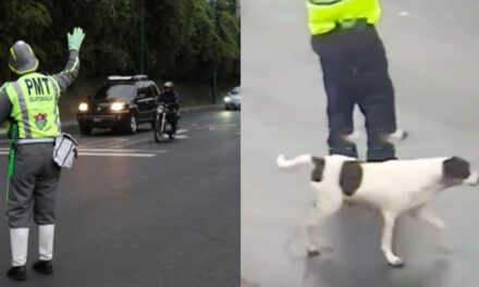 Momento en que Agente de la PMT detiene el tránsito para darle la vía a un perro (Video)