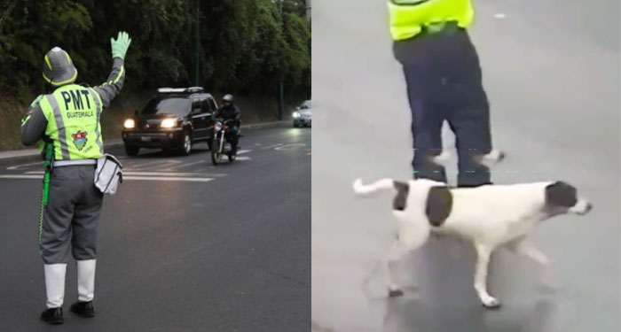 Momento en que Agente de la PMT detiene el tránsito para darle la vía a un perro (Video)