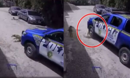 Patrulla de la PNC le pasa las llantas encima a un perro que se encontraba en la calle (Video)