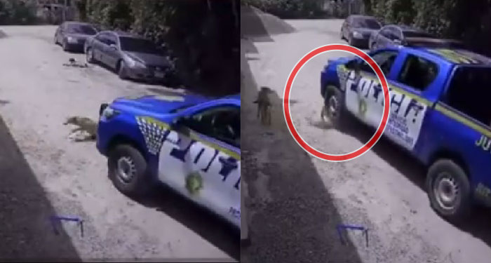 Patrulla de la PNC le pasa las llantas encima a un perro que se encontraba en la calle (Video)