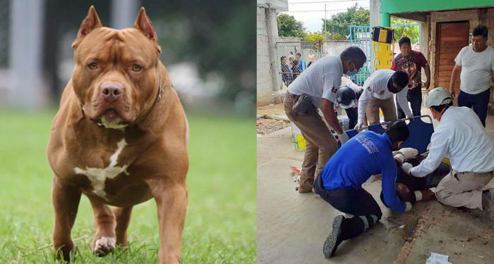 Perro de raza Pitbull atacó brutalmente a ladrón que entró a la casa de sus dueños