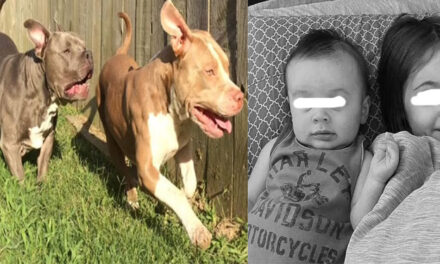 Perros de Raza Pitbull atacan a sus amos y matan a dos niños en cuestión de segundos
