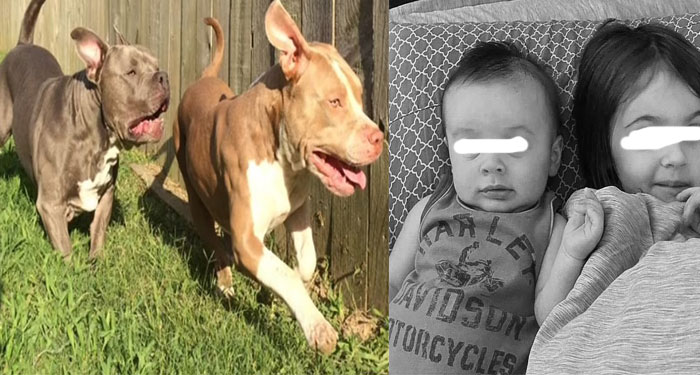Perros de Raza Pitbull atacan a sus amos y matan a dos niños en cuestión de segundos