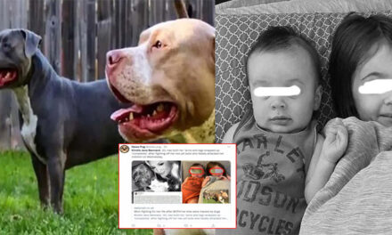 Perros Pitbull que mataron a dos niños son sacrificados por sus amos (Video)