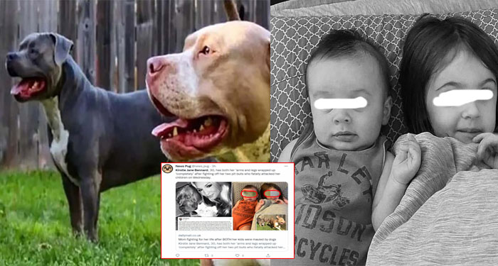 Perros Pitbull que mataron a dos niños son sacrificados por sus amos (Video)