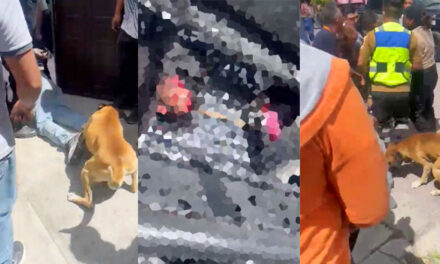 Perro aprovecha la detención de un ladrón para morderlo y dejarlo desfigurado (Video)
