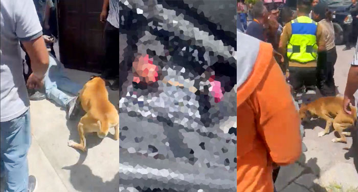 Perro aprovecha la detención de un ladrón para morderlo y dejarlo desfigurado (Video)