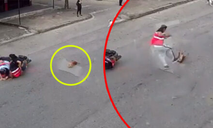 Momento en que motorista atropelló a perrito callejero y luego lo agarra a patadas (Video)