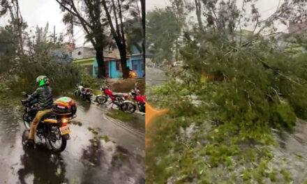 Árbol cae en el Anillo Periférico complica el tránsito de este viernes (Vídeo)