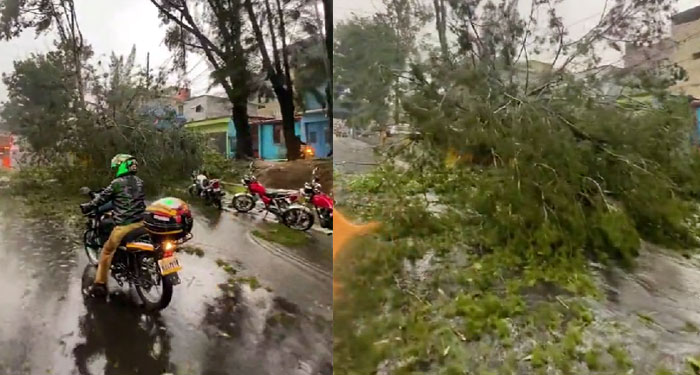 Árbol cae en el Anillo Periférico complica el tránsito de este viernes (Vídeo)