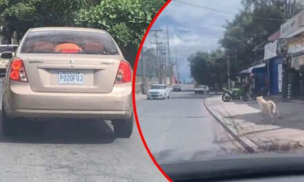 Dueños abandonan a su perro en la calle y este corre tras el vehículo para no quedarse solo (Video)