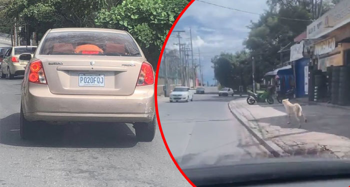 Dueños abandonan a su perro en la calle y este corre tras el vehículo para no quedarse solo (Video)