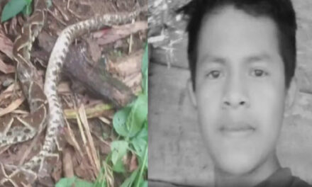 Joven muere al ser mordido por una serpiente venenosa cuando se encontraba trabajando (Video)