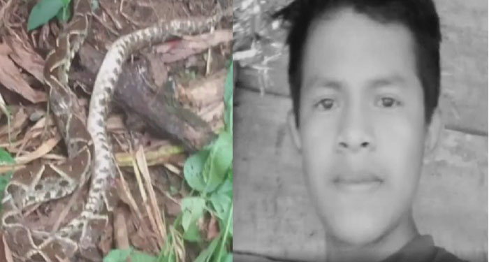 Joven muere al ser mordido por una serpiente venenosa cuando se encontraba trabajando (Video)