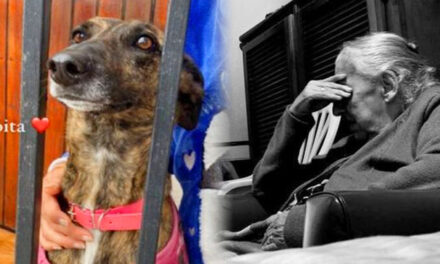 Abuelita de 84 años fue expulsada de su casa por sus hijos y busca un hogar para su perrita