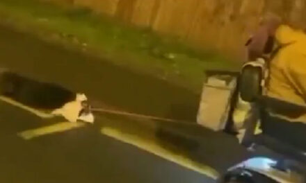 Conductor graba a mujer que arrastra a un perro amarrado con una cadena a su moto (Video)