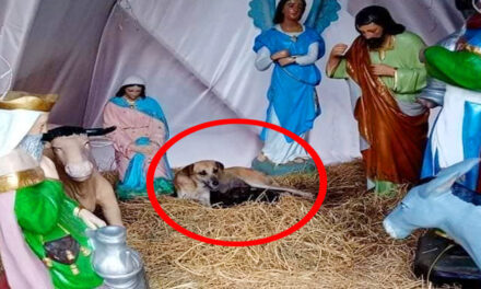 Perrita callejera tiene a sus cachorros en “Nacimiento”
