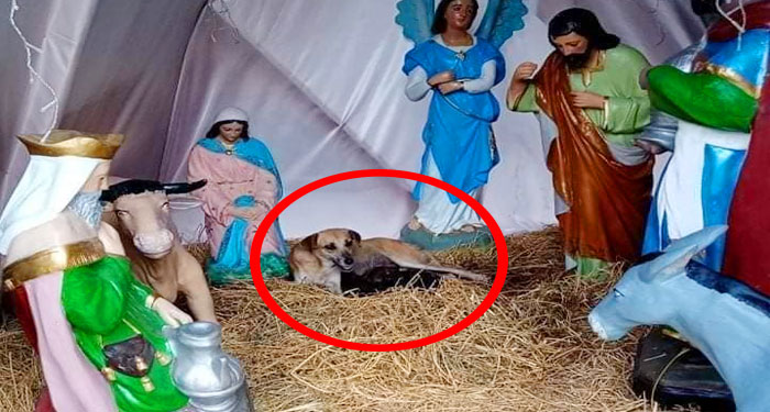 Perrita callejera tiene a sus cachorros en “Nacimiento”