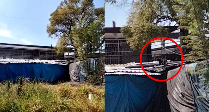Captan a Pantera negra peleando con un gato (Video)