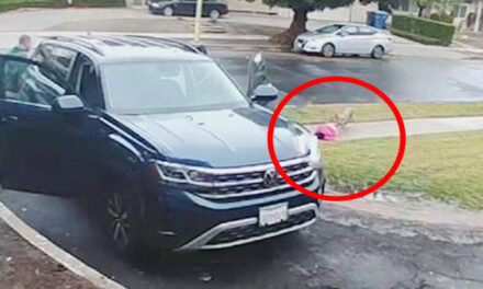 Momento en que coyote ataca a una niña a plena luz del día (Video)