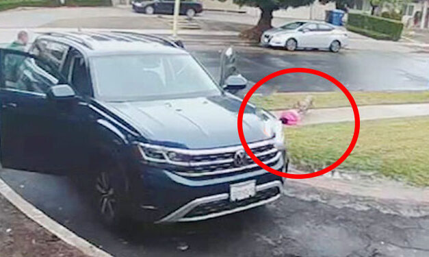 Momento en que coyote ataca a una niña a plena luz del día (Video)