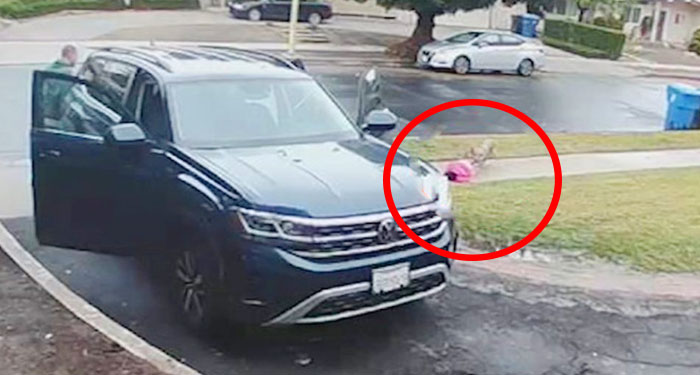 Momento en que coyote ataca a una niña a plena luz del día (Video)
