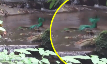 Turistas captan a quetzal refrescándose en las frías aguas de San Marcos (Video)