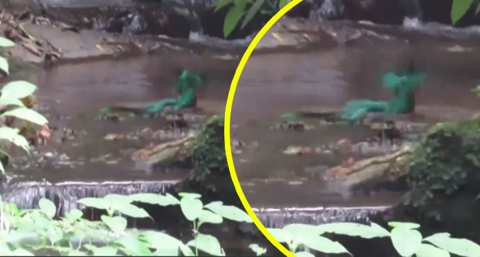 Turistas captan a quetzal refrescándose en las frías aguas de San Marcos (Video)