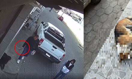 Momento en que hombres lanzan comida supuestamente con veneno a perros sin hogar (Video)