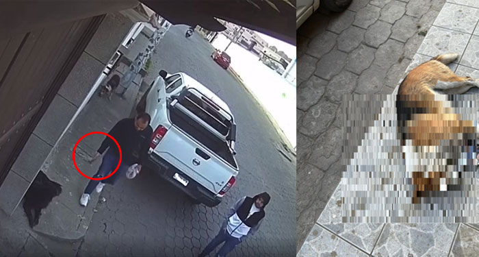 Momento en que hombres lanzan comida supuestamente con veneno a perros sin hogar (Video)