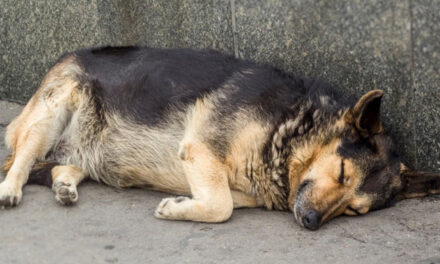 Hombre responsable de matar a perros en Xela se presenta ante las autoridades (Video)
