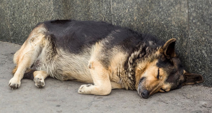 Hombre responsable de matar a perros en Xela se presenta ante las autoridades (Video)
