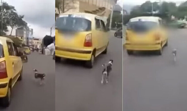 Momento en que perrita corrió detrás del taxi en el que se subió su dueña tras abandonarlo