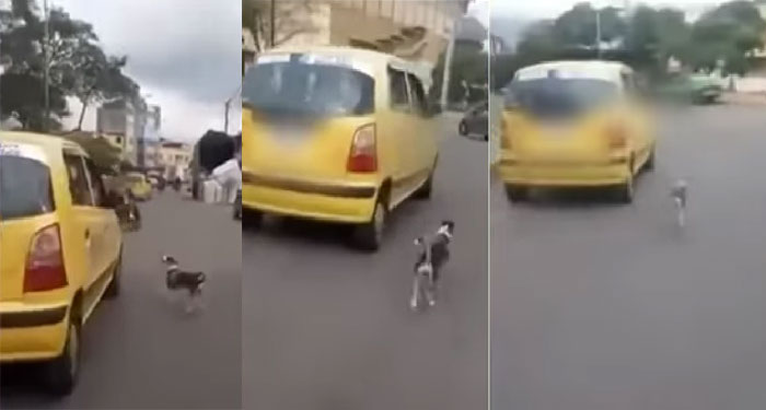 Momento en que perrita corrió detrás del taxi en el que se subió su dueña tras abandonarlo