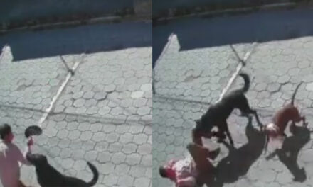 Momento en que perros callejeros atacan a un hombre en Xela (Video)