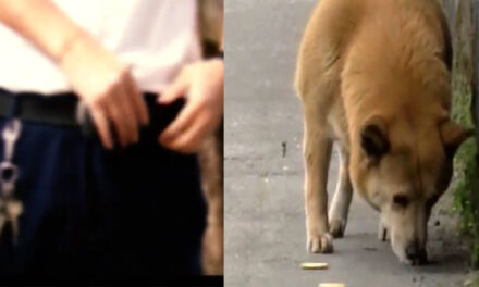 Hombre es señalado de violar a una perrita y dejarla abandonada (Video)