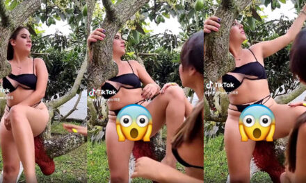Momento en que mujer enseña de más al subirse a un árbol de aguacate (Video)