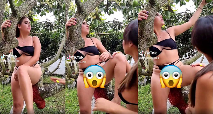 Momento en que mujer enseña de más al subirse a un árbol de aguacate (Video)