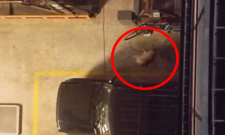 Momento en que mujer lanza a su mascota de un segundo piso tras pelea con su pareja (Video)