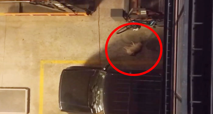 Momento en que mujer lanza a su mascota de un segundo piso tras pelea con su pareja (Video)