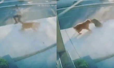 Hombre trato de evitar que un perro lo mordiera y terminó atropellado por un camión (Video)