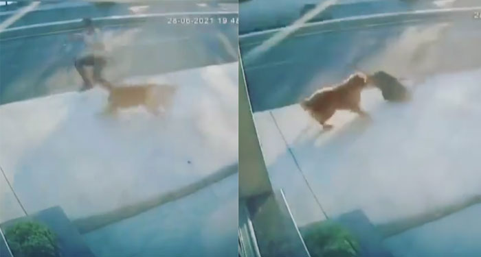 Hombre trato de evitar que un perro lo mordiera y terminó atropellado por un camión (Video)
